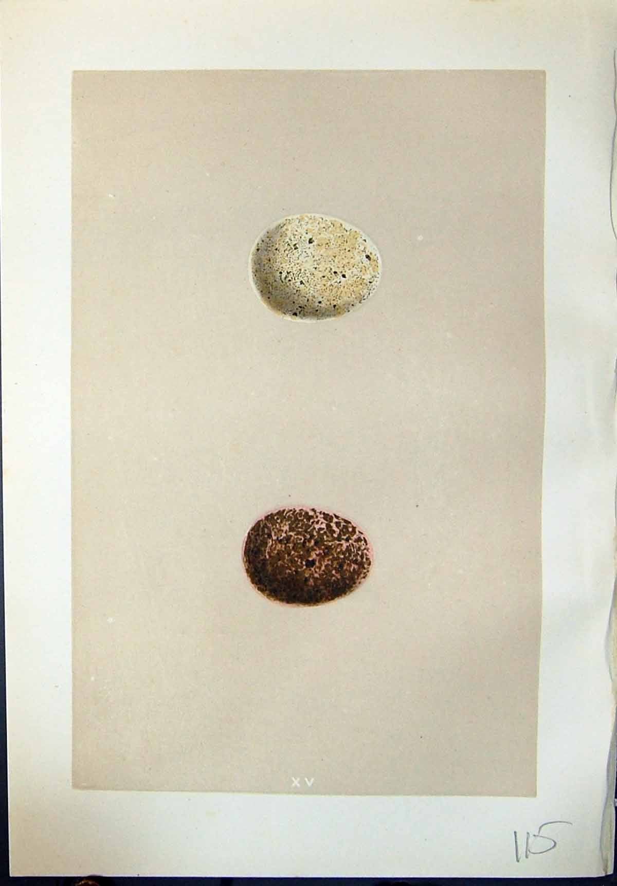 Old Morris C1875 Natural History British Bird Eggs Orange-Legged Hobb Victorian