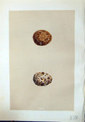 Old Rev. Morris C1875 Natural History British Bird Eggs Lesser Kestre 19th