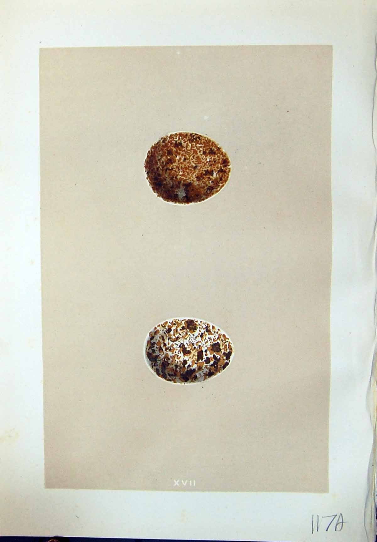 Old Rev. Morris C1875 Natural History British Bird Eggs Lesser Kestre 19th