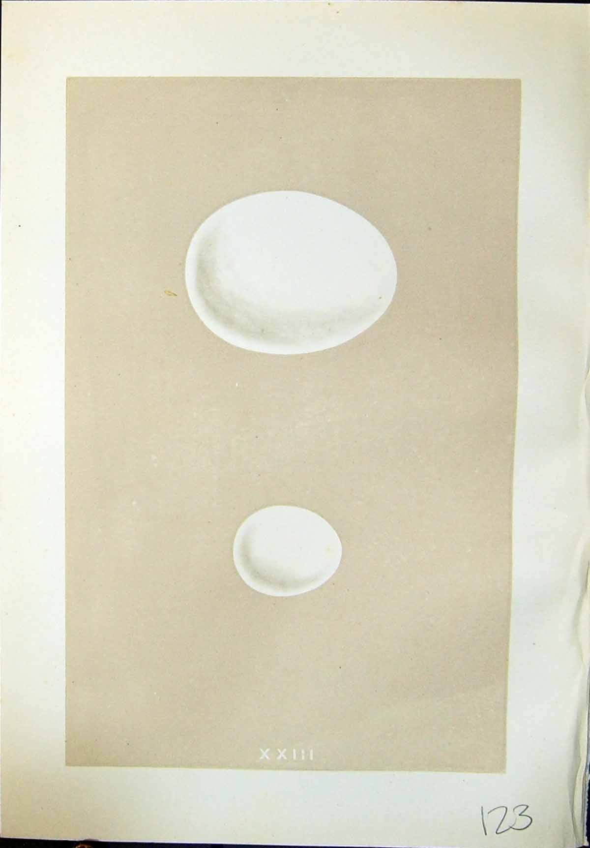 Antique Print Rev. Morris C1875 Natural History British Bird Eggs Eagle Owl