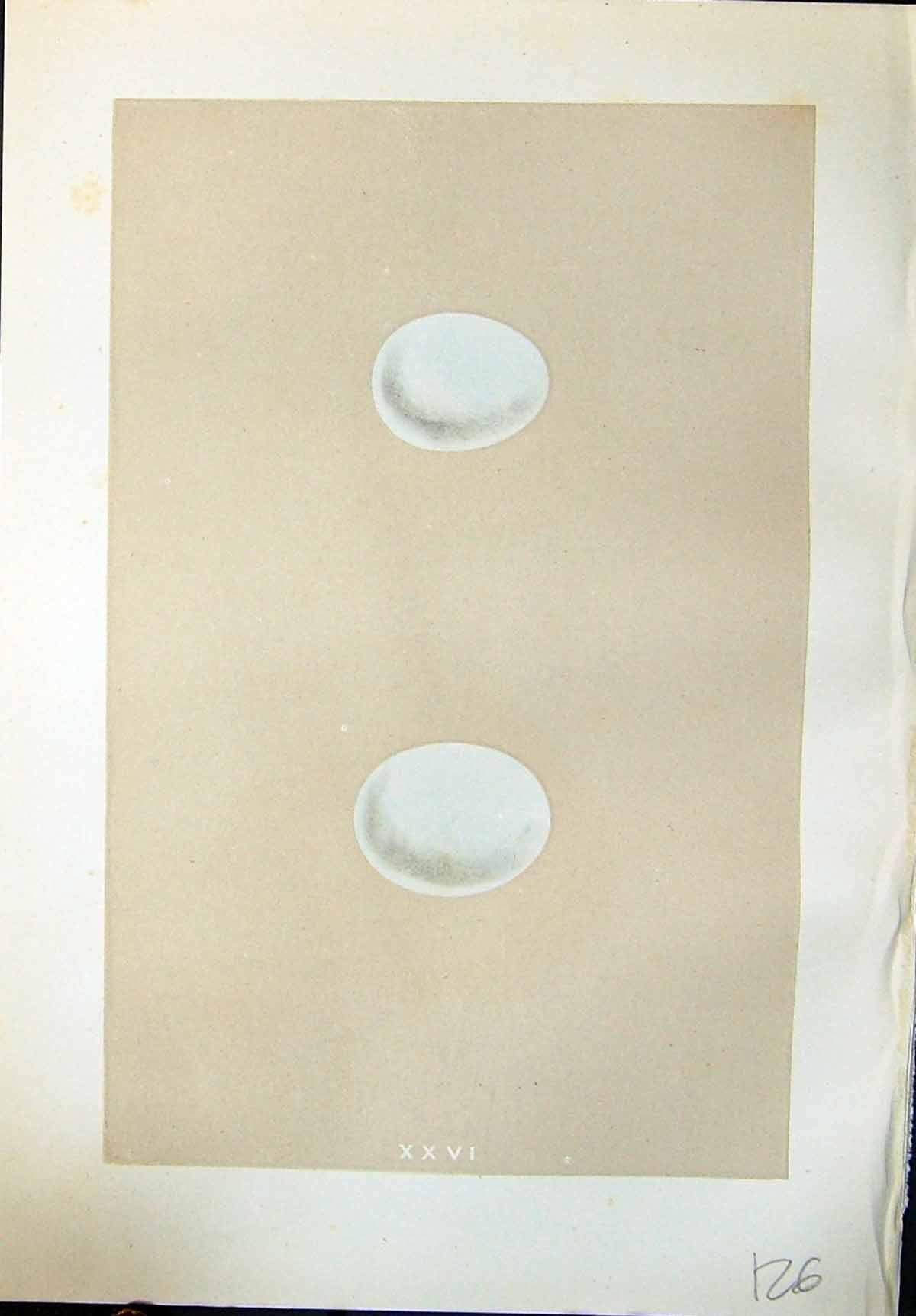 Old Rev. Morris C1875 Natural History British Bird Eggs Tengmalm'S Ow Victorian