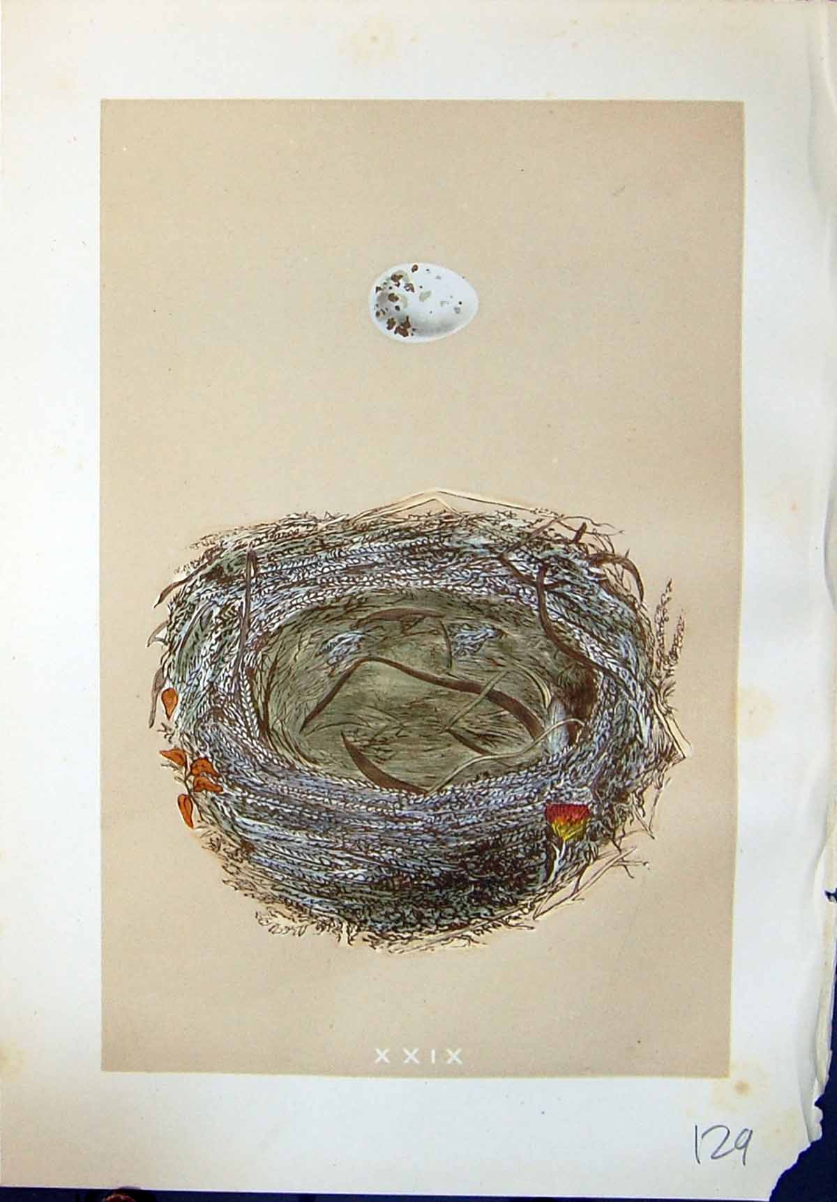 Antique Print Rev. Morris C1875 Natural History British Bird Eggs Woodchat 19th