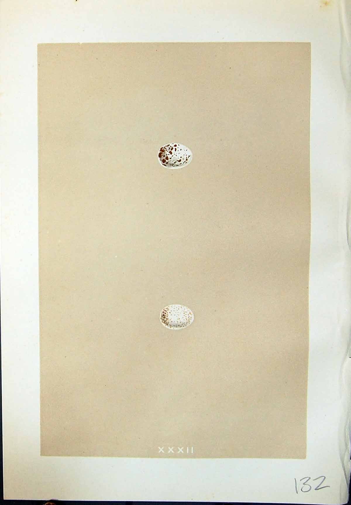 Old Print Rev. Morris C1875 Natural History British Bird Eggs Crested Tit 19th