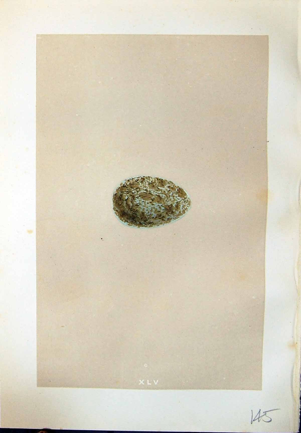 Old Print Rev. Morris C1875 Natural History British Bird Eggs Hooded Crow 19th