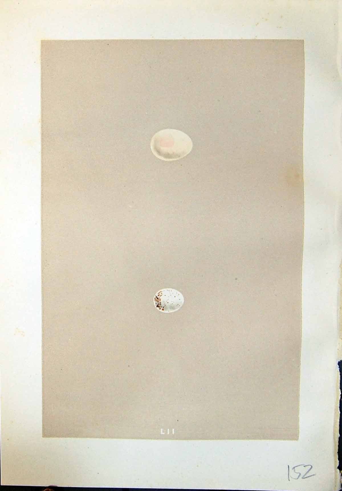 Antique Old Print Rev. Morris C1875 Natural History British Bird Eggs Wryneck
