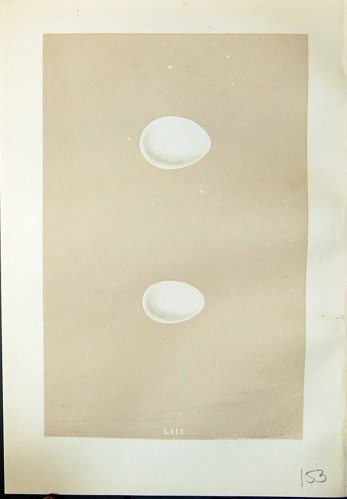 Old Print Morris C1875 Natural History British Bird Eggs Green Woodpecker 19th