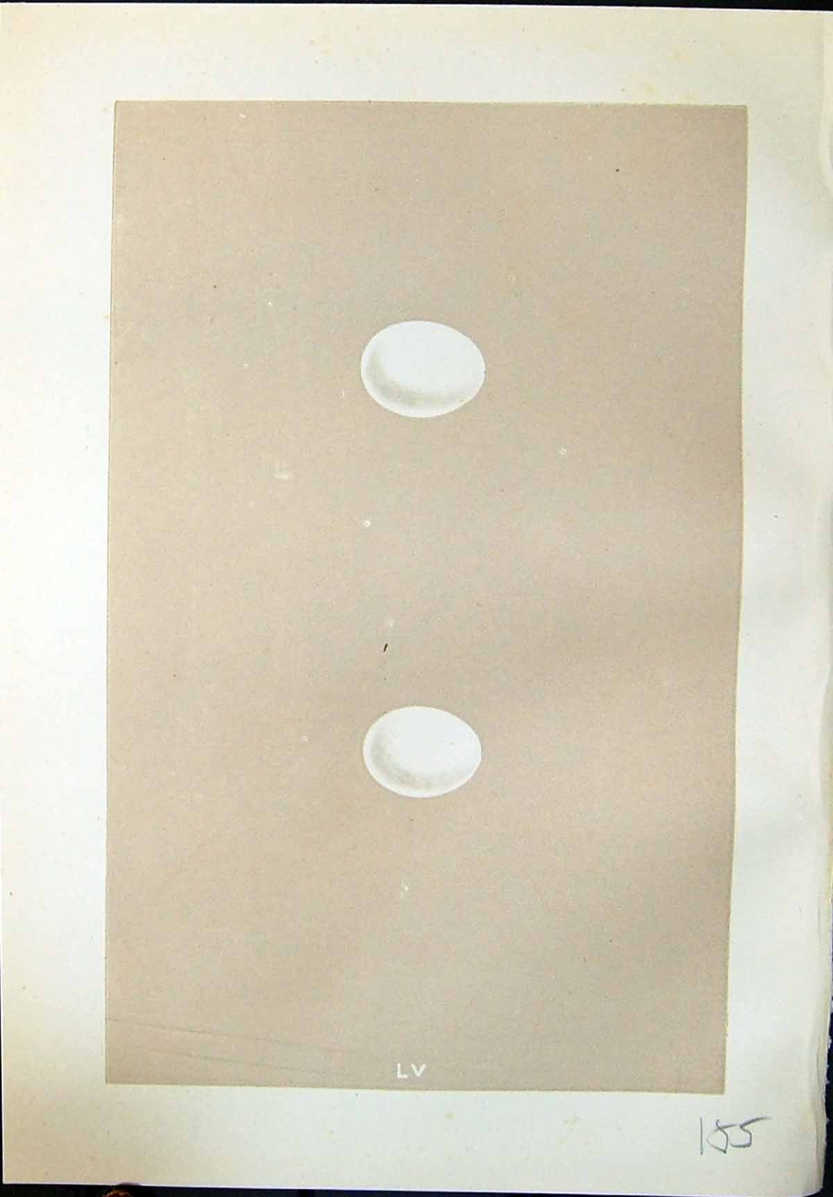 Old Print Morris C1875 Natural History British Bird Eggs Hairy Woodpecker 19th