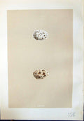 Antique Print Rev. Morris C1875 Natural History British Bird Eggs Nightjar 19th