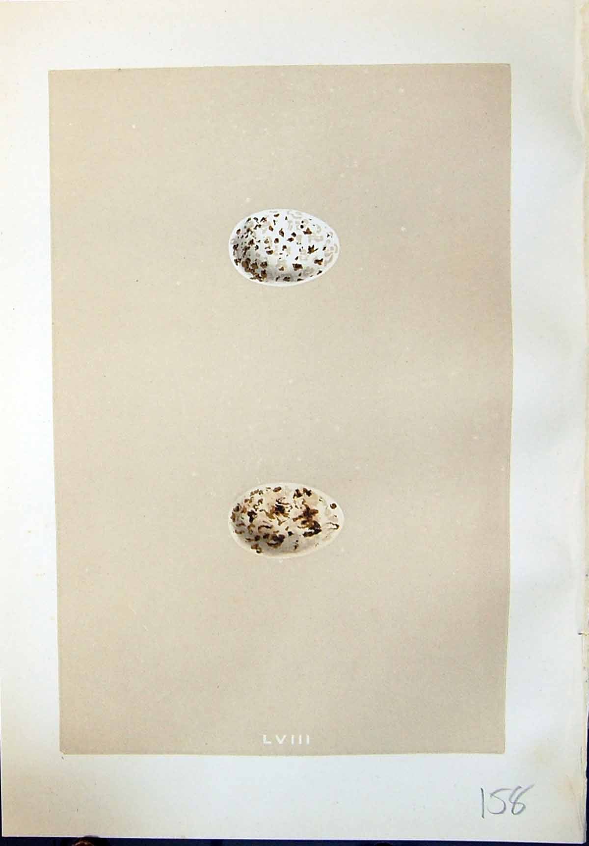 Antique Print Rev. Morris C1875 Natural History British Bird Eggs Nightjar 19th