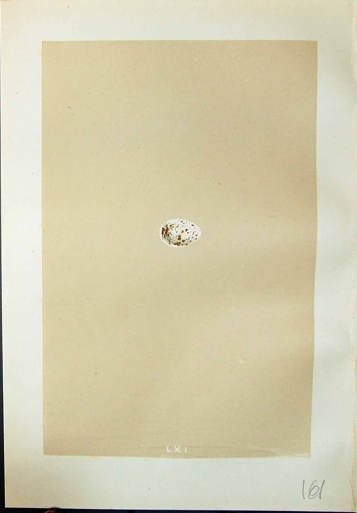 Antique Old Print Rev. Morris C1875 Natural History British Bird Eggs Swallow