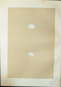 Antique Old Print Rev. Morris C1875 Natural History British Bird Eggs Martin