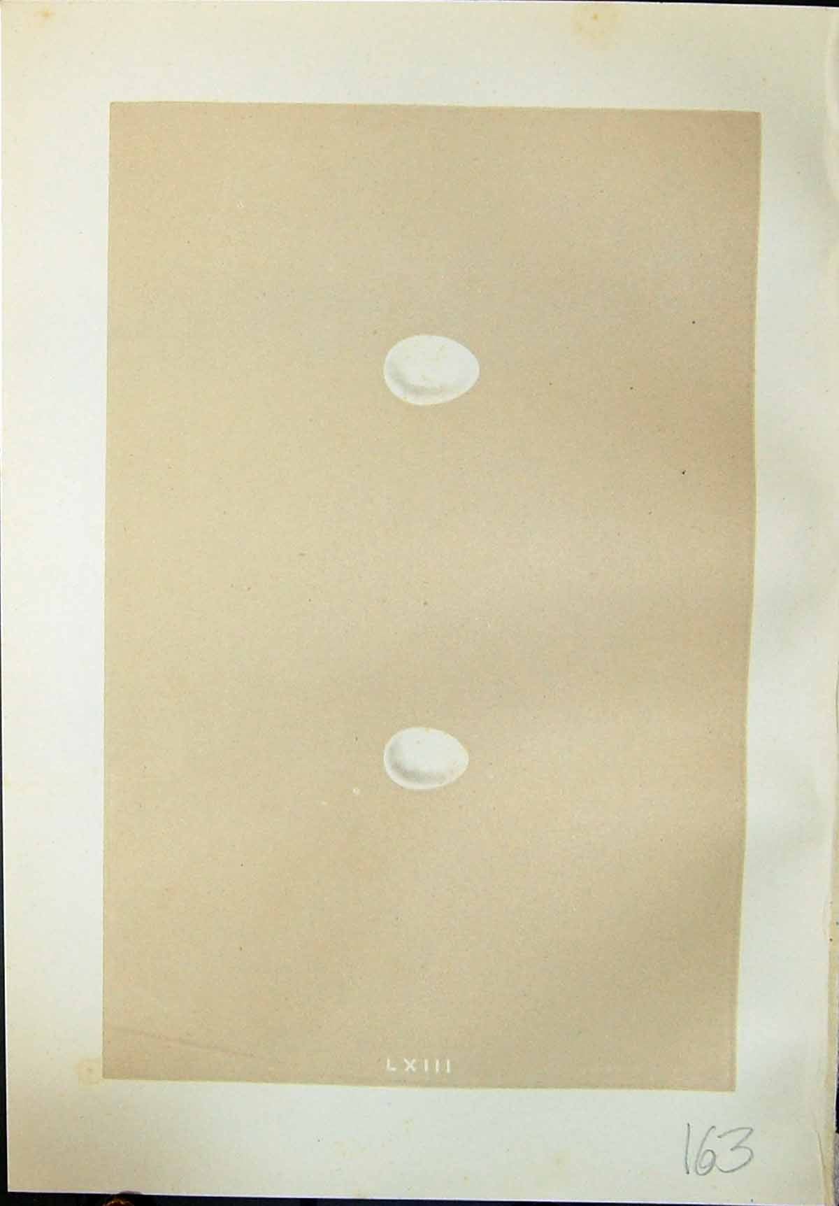 Antique Old Print Rev. Morris C1875 Natural History British Bird Eggs Martin