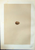 Old Rev. Morris C1875 Natural History British Bird Eggs Richard'S Pip Victorian