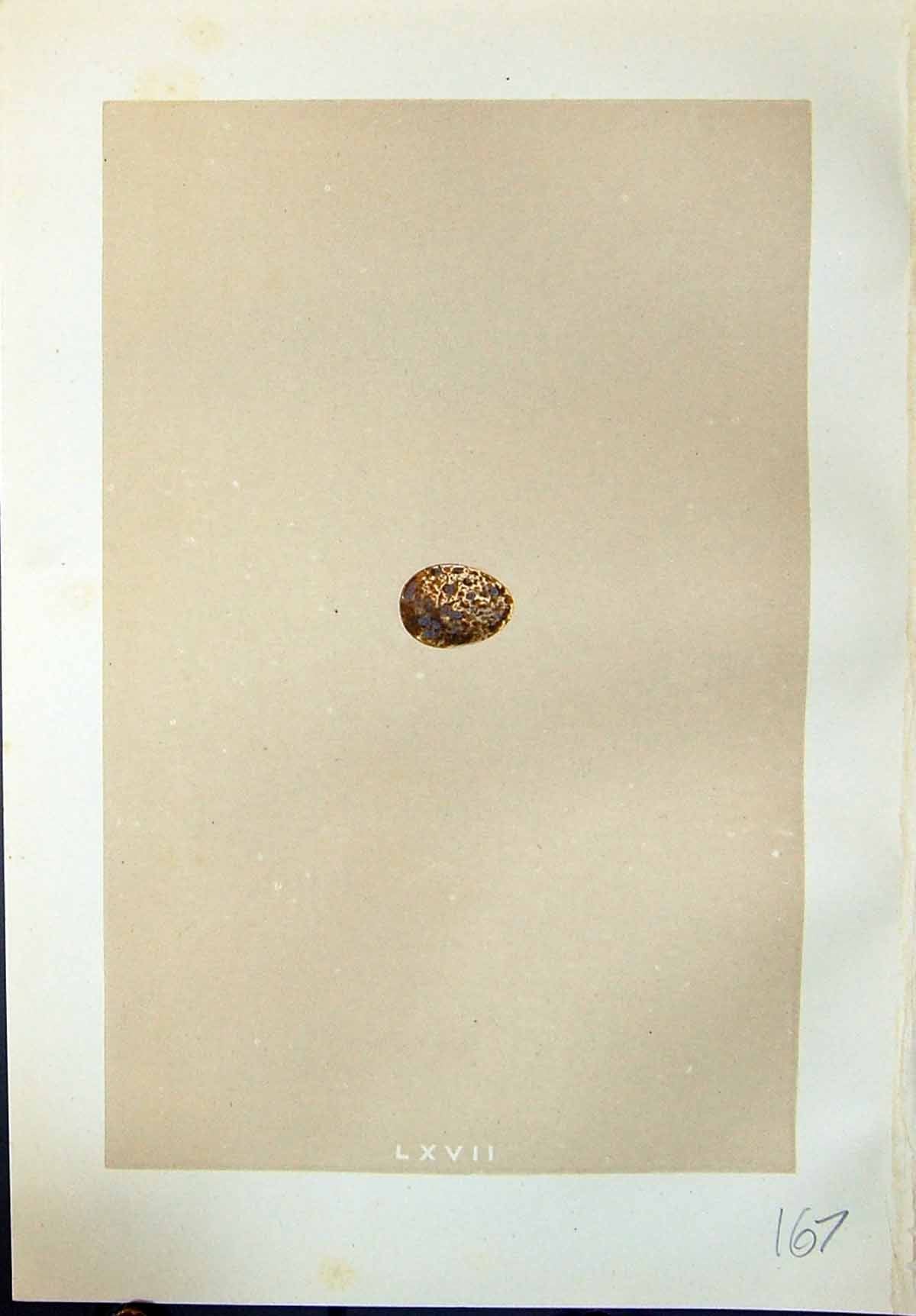 Old Rev. Morris C1875 Natural History British Bird Eggs Richard'S Pip Victorian