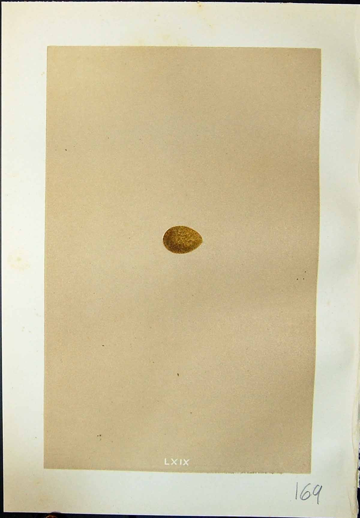 Old Morris C1875 Natural History British Bird Eggs Red-Throated Pipit Victorian