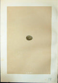 Old Print Rev. Morris C1875 Natural History British Bird Eggs Rock Pipit 19th