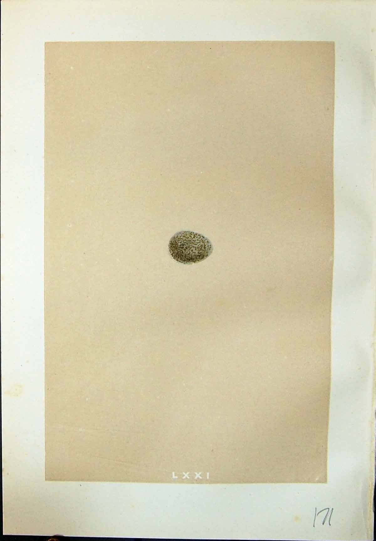 Old Print Rev. Morris C1875 Natural History British Bird Eggs Rock Pipit 19th