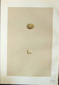 Old Print Rev. Morris C1875 Natural History British Bird Eggs Shore Lark 19th