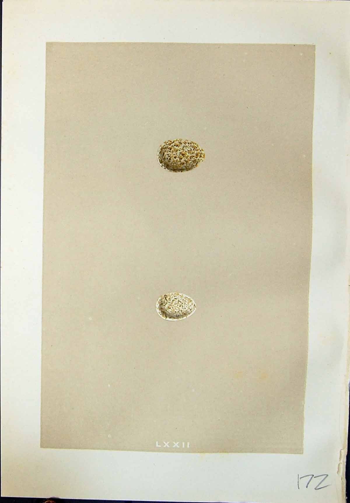 Old Print Rev. Morris C1875 Natural History British Bird Eggs Shore Lark 19th