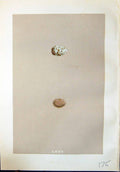Old Rev. Morris C1875 Natural History British Bird Eggs Lapland Bunti Victorian