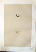 Old Morris C1875 Natural History British Bird Eggs Black-Headed Bunti Victorian