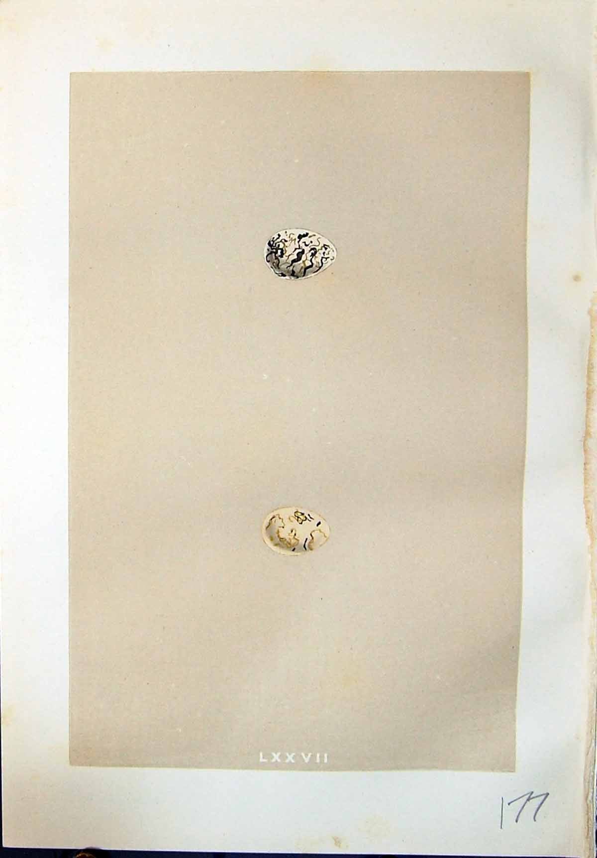 Old Morris C1875 Natural History British Bird Eggs Black-Headed Bunti Victorian