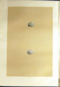 Old Rev. Morris C1875 Natural History British Bird Eggs Cirl Bunting Victorian