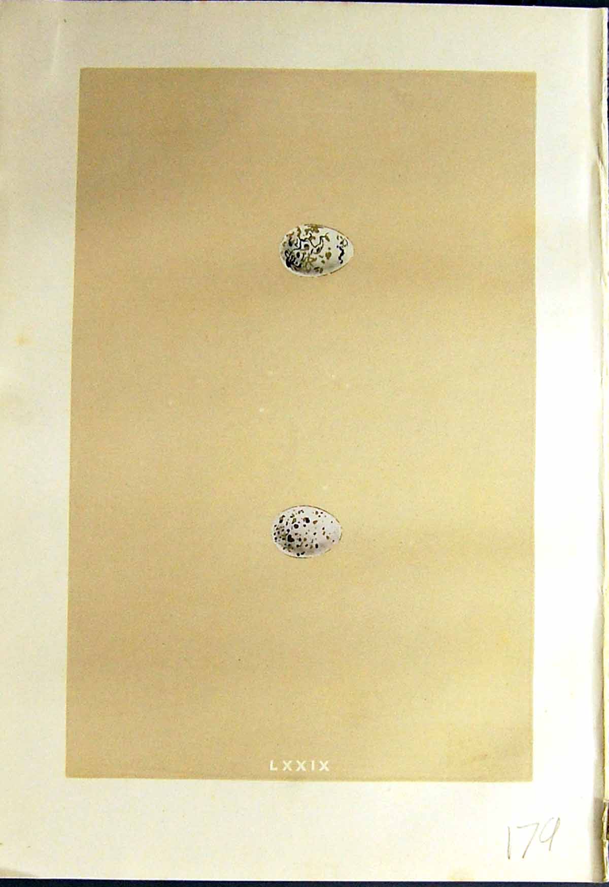 Old Rev. Morris C1875 Natural History British Bird Eggs Cirl Bunting Victorian