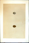 Old Rev. Morris C1875 Natural History British Bird Eggs Tree Sparrow Victorian