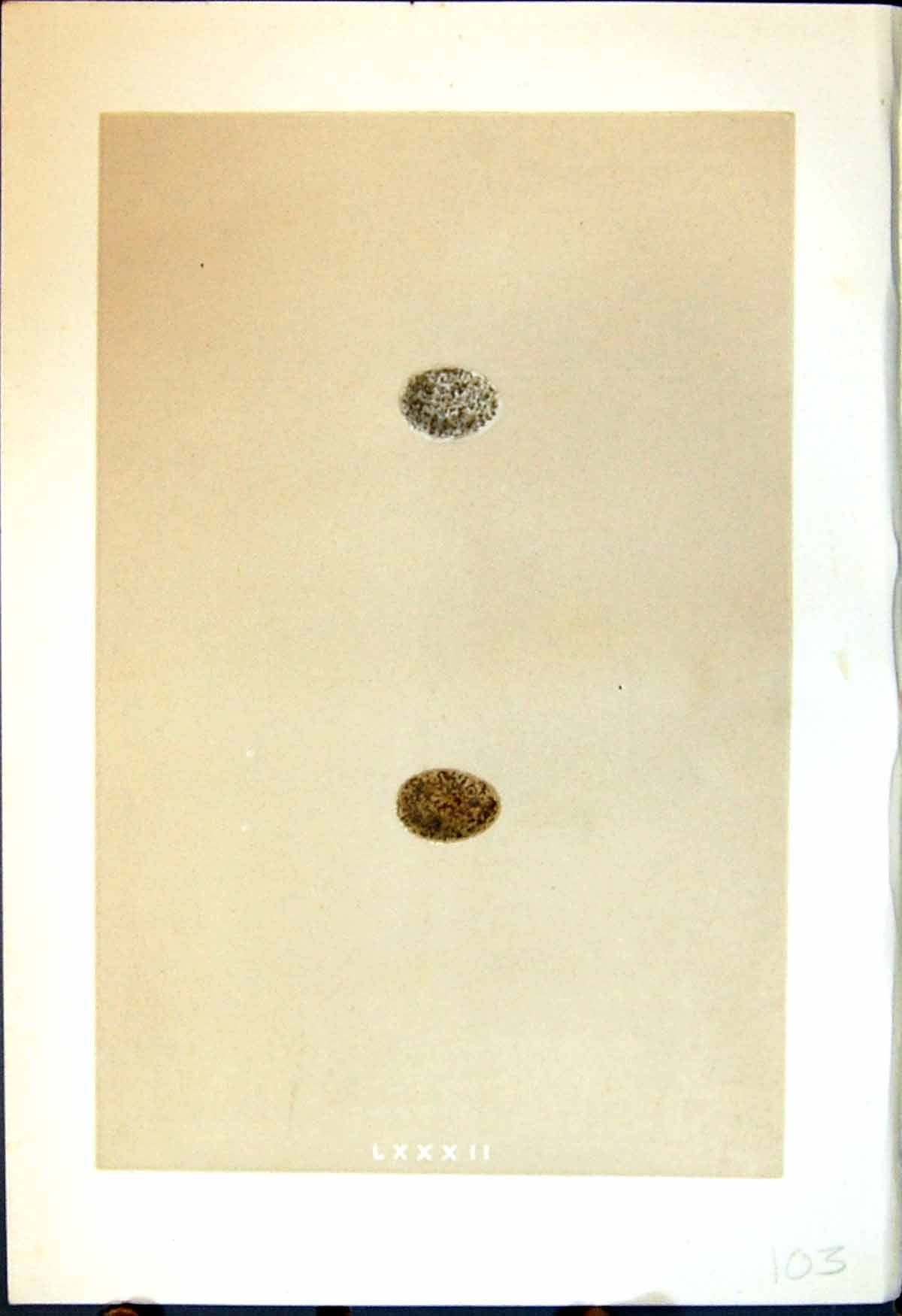 Old Rev. Morris C1875 Natural History British Bird Eggs Tree Sparrow Victorian