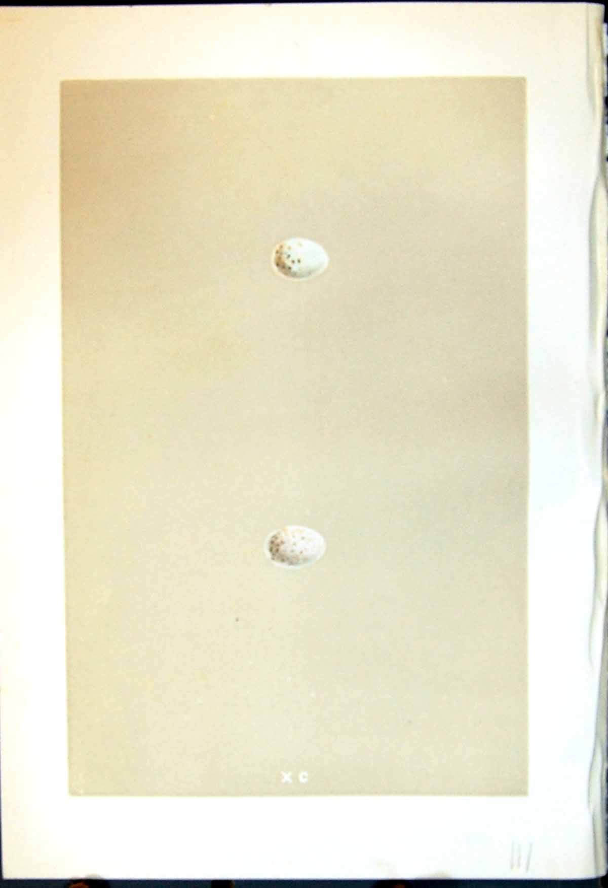 Antique Old Print Rev. Morris C1875 Natural History British Bird Eggs Twite