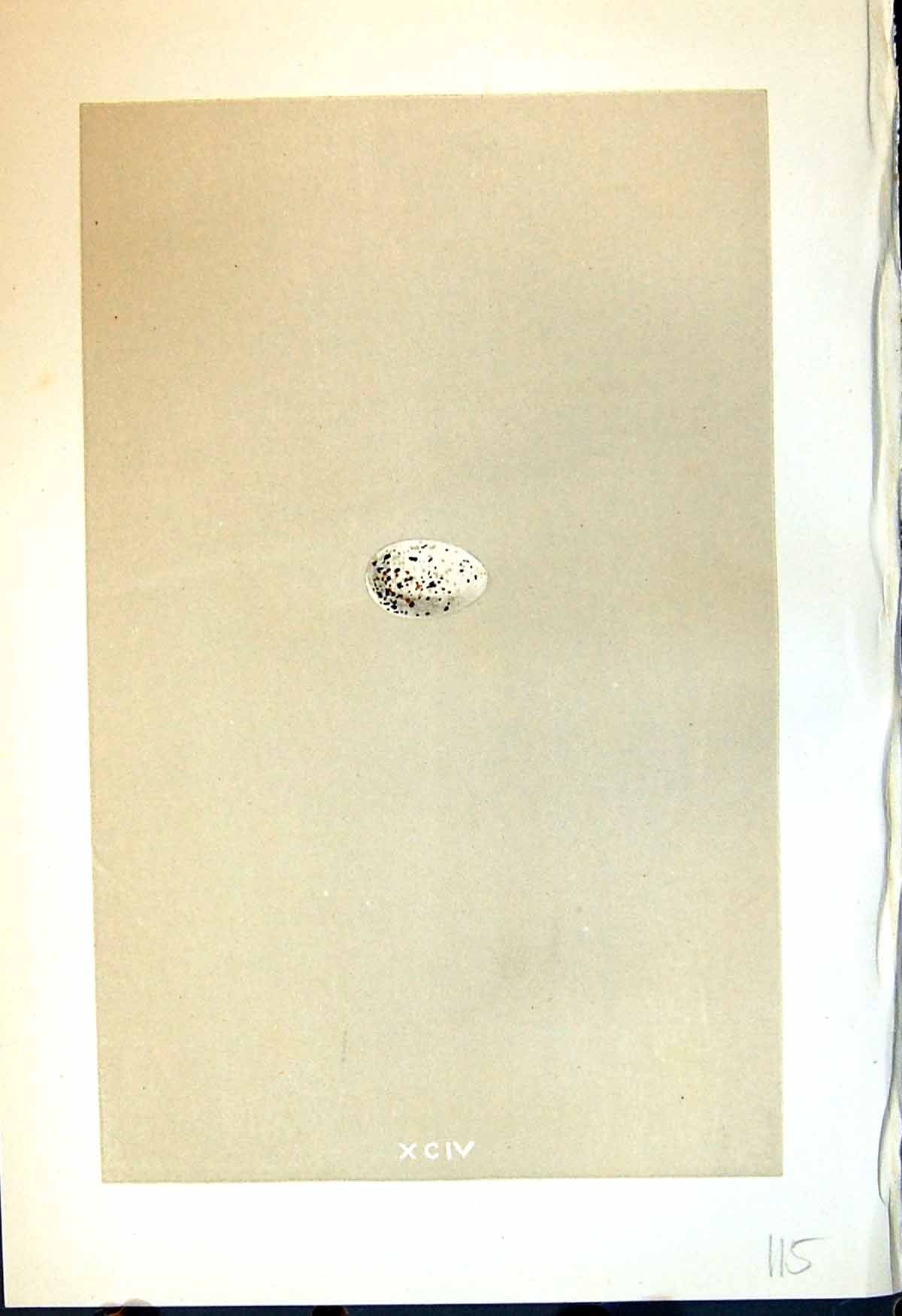 Old Morris C1875 Natural History British Bird Eggs American White-Win Victorian