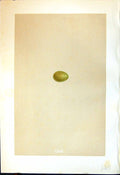Old Morris C1875 Natural History British Bird Eggs Thrush Nightingale Victorian