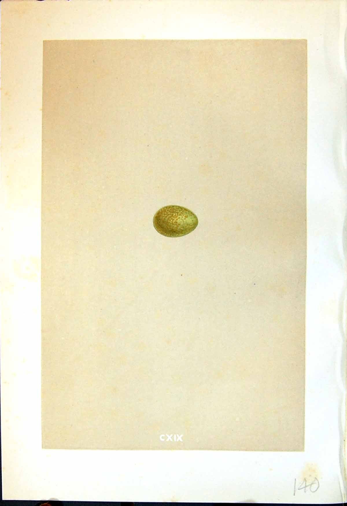 Old Morris C1875 Natural History British Bird Eggs Thrush Nightingale Victorian