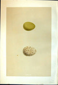 Antique Print Rev. Morris C1875 Natural History British Bird Eggs Partridge