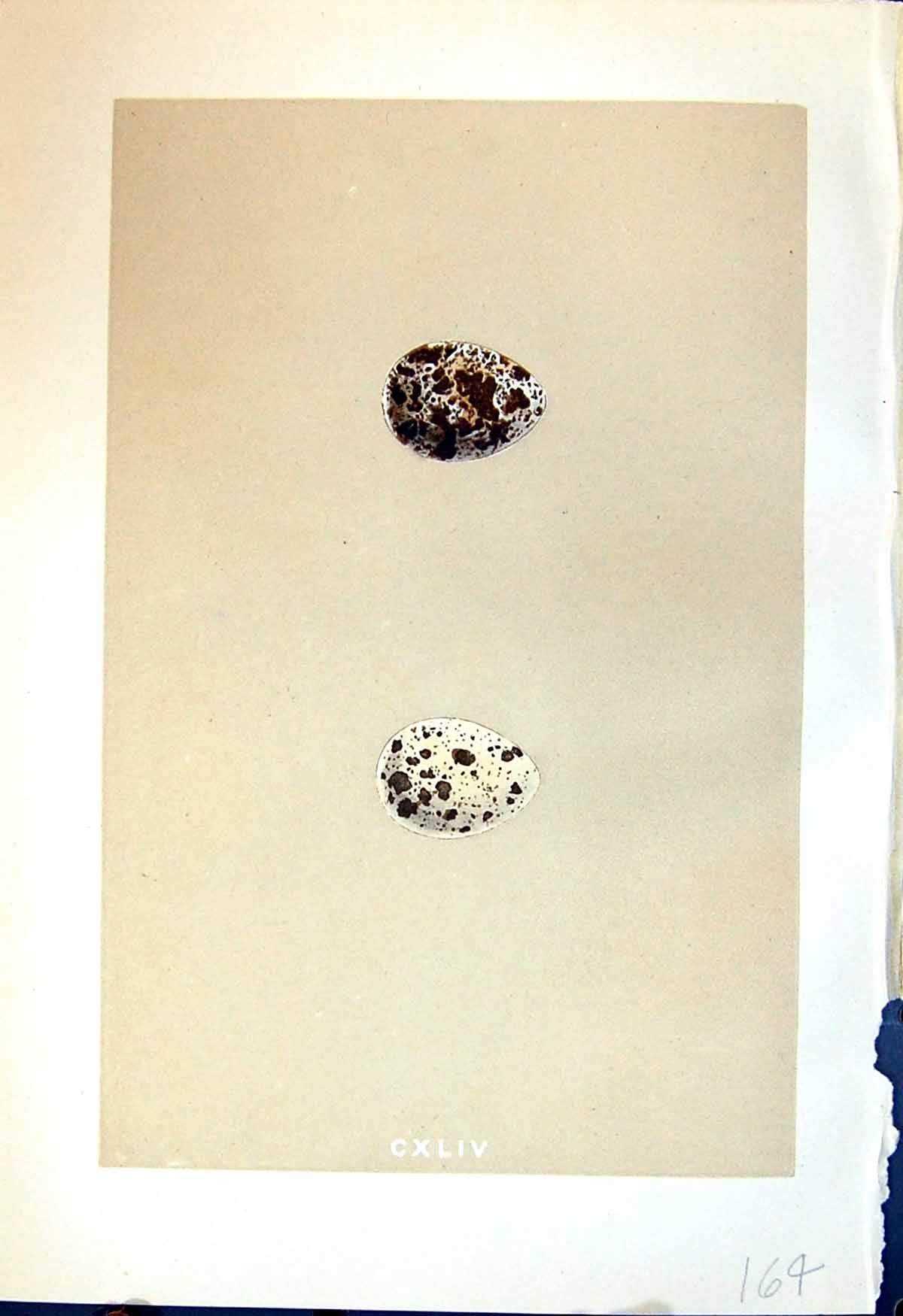 Old Rev. Morris C1875 Natural History British Bird Eggs Common Quail Victorian