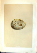 Old Rev. Morris C1875 Natural History British Bird Eggs Great Bustard Victorian