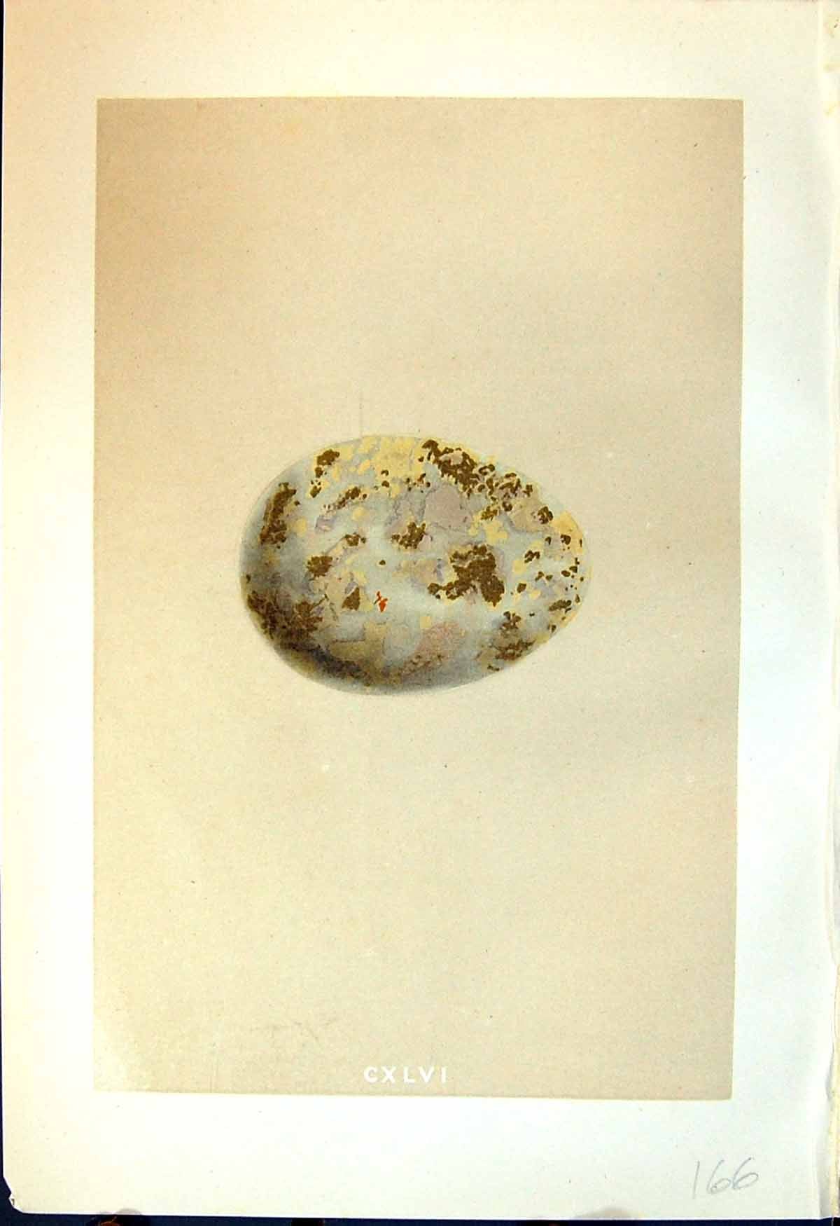 Old Rev. Morris C1875 Natural History British Bird Eggs Great Bustard Victorian