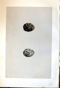 Old Print Rev. Morris C1875 Natural History British Bird Eggs Pratincole 19th