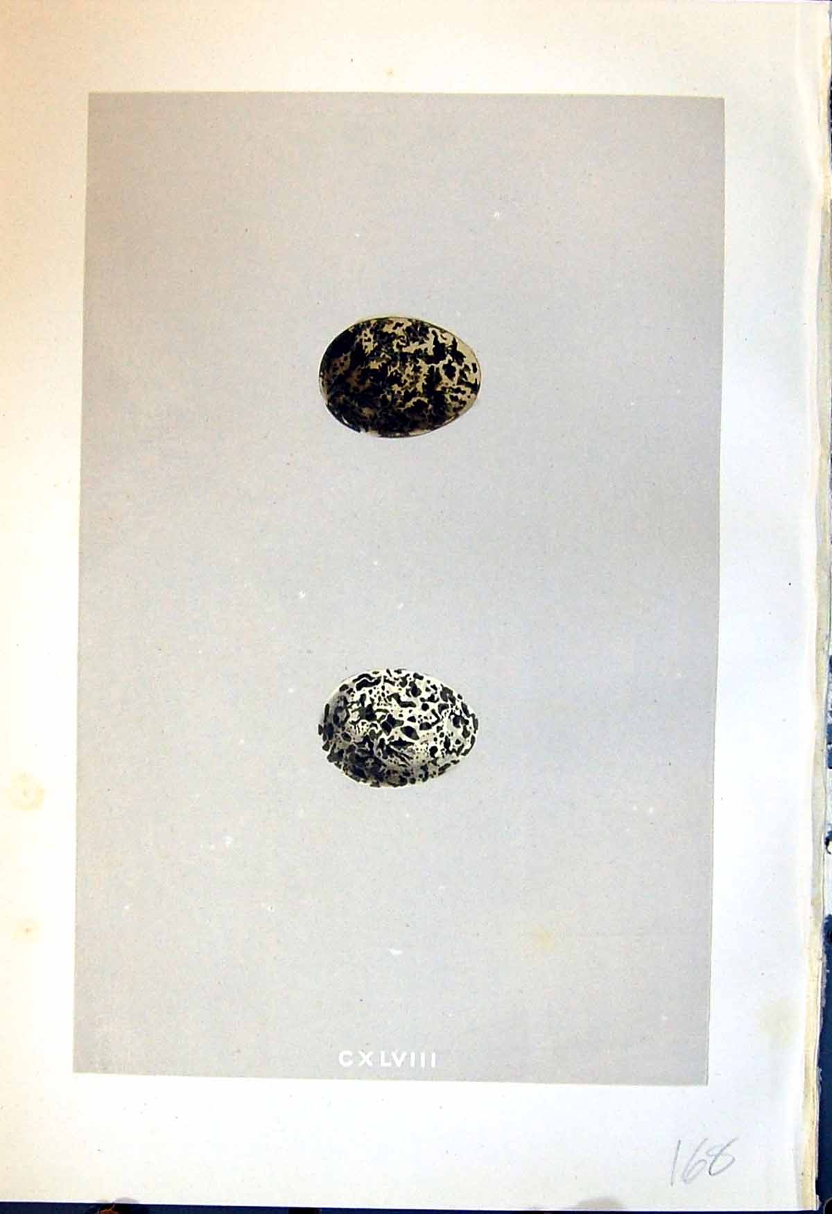 Old Print Rev. Morris C1875 Natural History British Bird Eggs Pratincole 19th