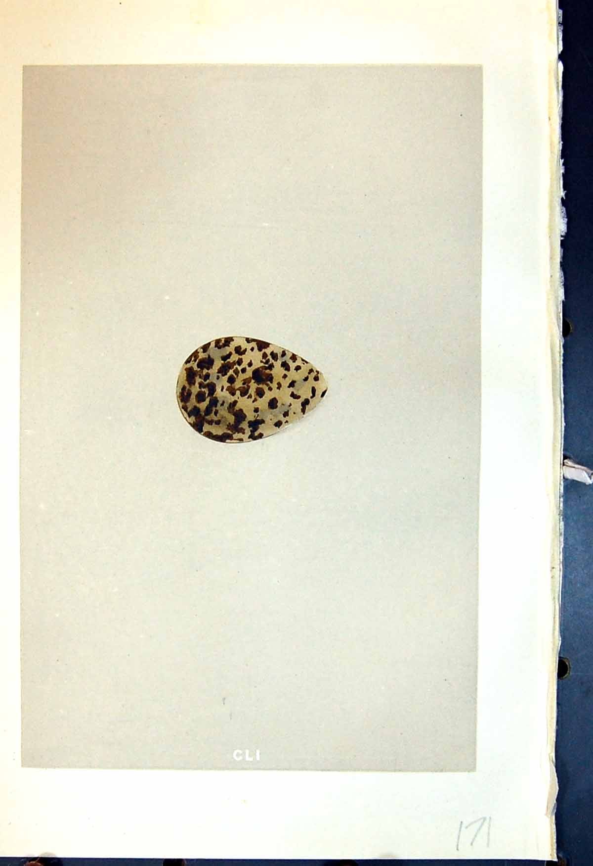 Antique Print Rev. Morris C1875 Natural History British Bird Eggs Dotterel 19th