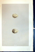 Old Print Morris C1875 Natural History British Bird Eggs Kentish Dotterel 19th