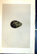 Old Print Rev. Morris C1875 Natural History British Bird Eggs Grey Plover 19th