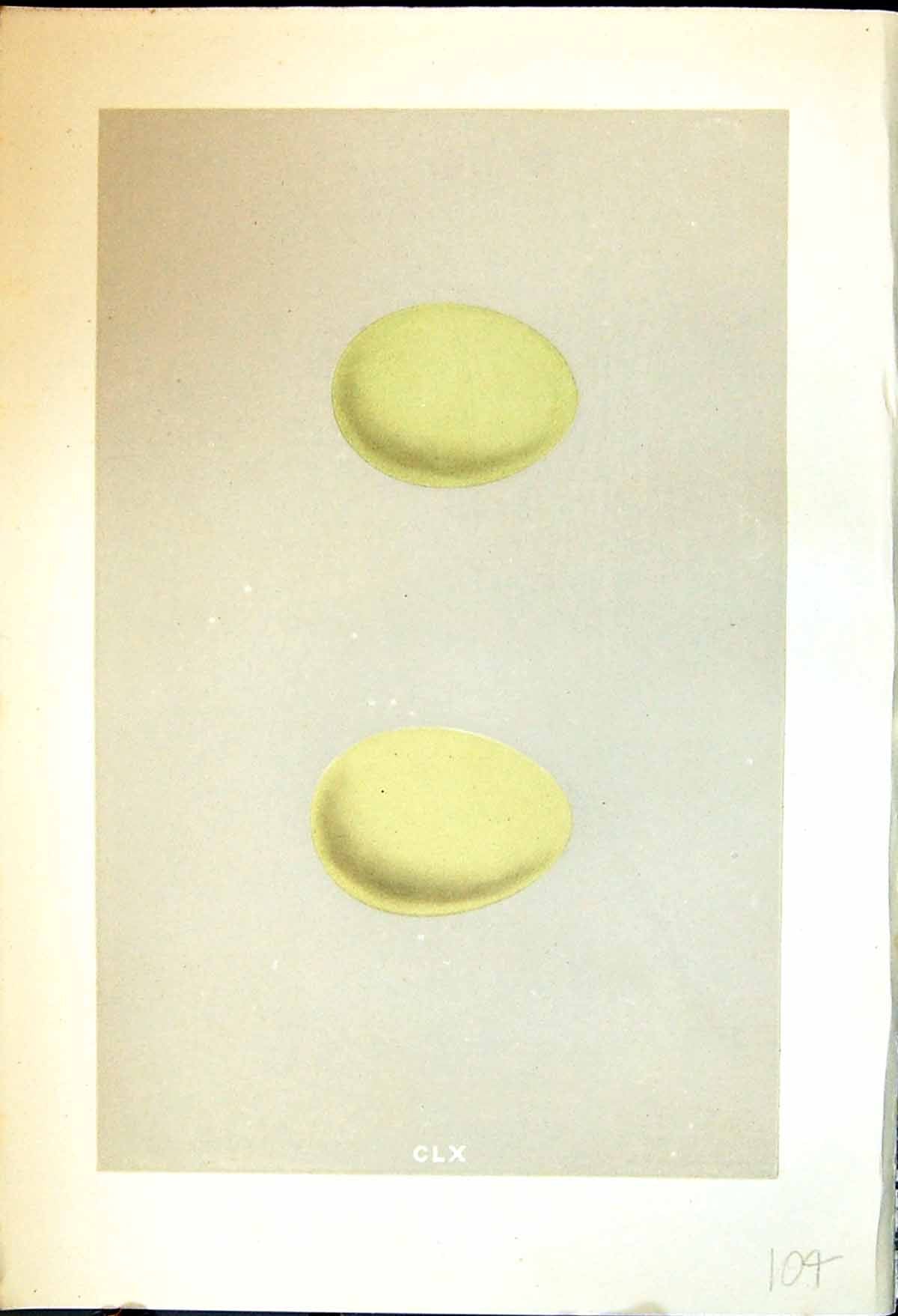 Old Morris C1875 Natural History British Bird Eggs Buff-Backed Heron Victorian