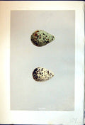 Old Print Morris C1875 Natural History British Bird Eggs Spotted Redshank 19th