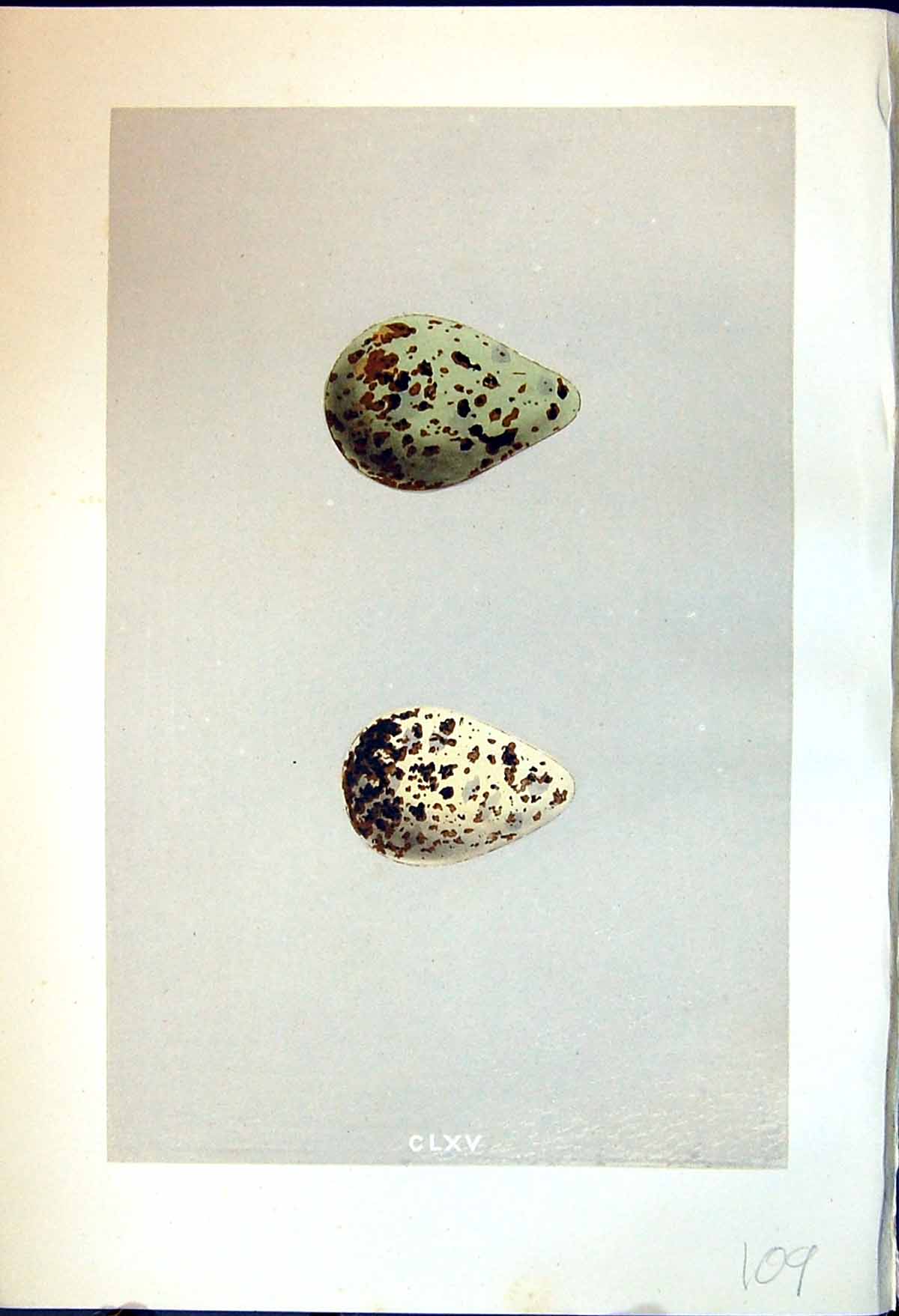 Old Print Morris C1875 Natural History British Bird Eggs Spotted Redshank 19th
