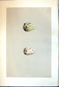Old Rev. Morris C1875 Natural History British Bird Eggs Green Sandpip Victorian