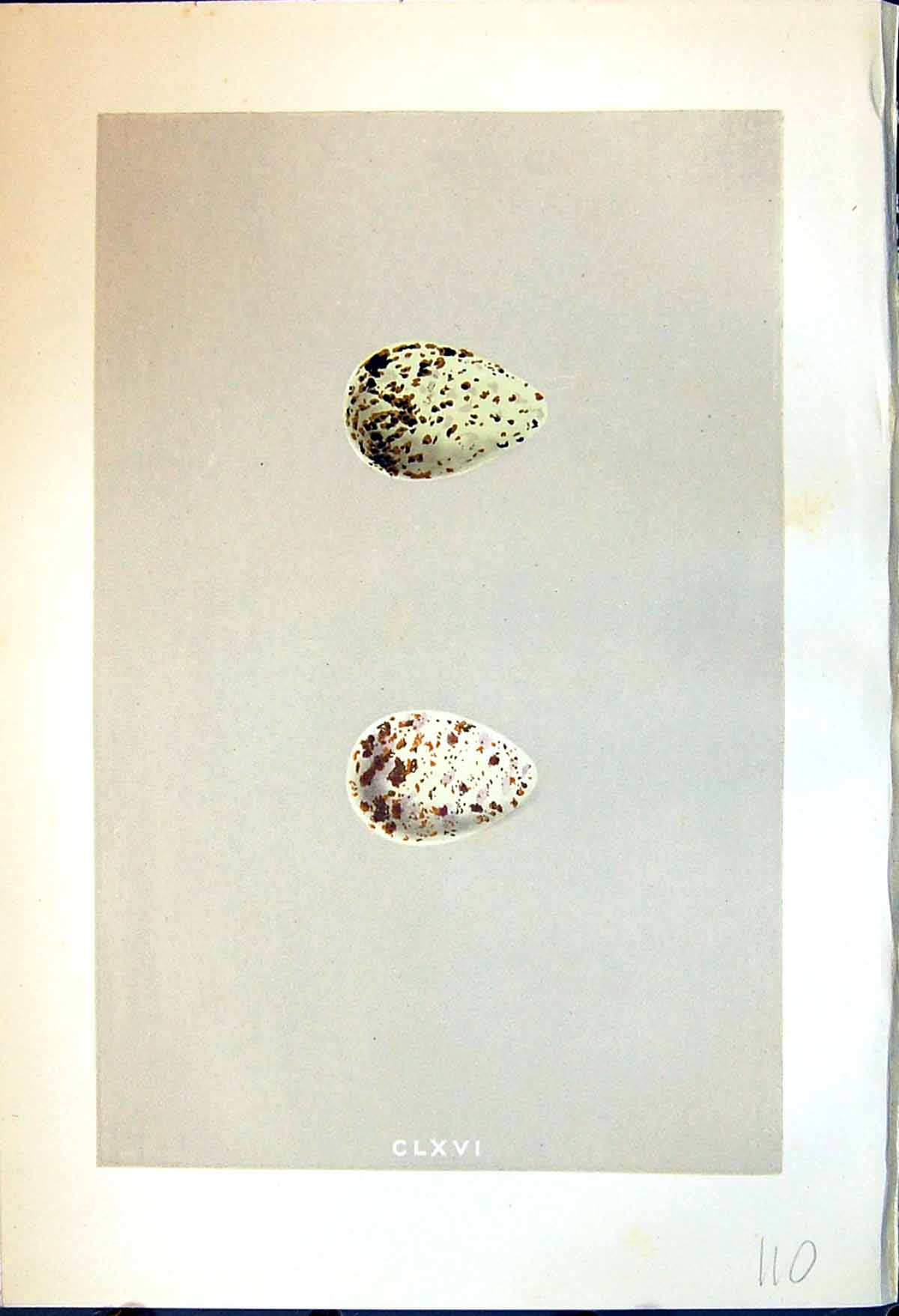 Old Rev. Morris C1875 Natural History British Bird Eggs Green Sandpip Victorian