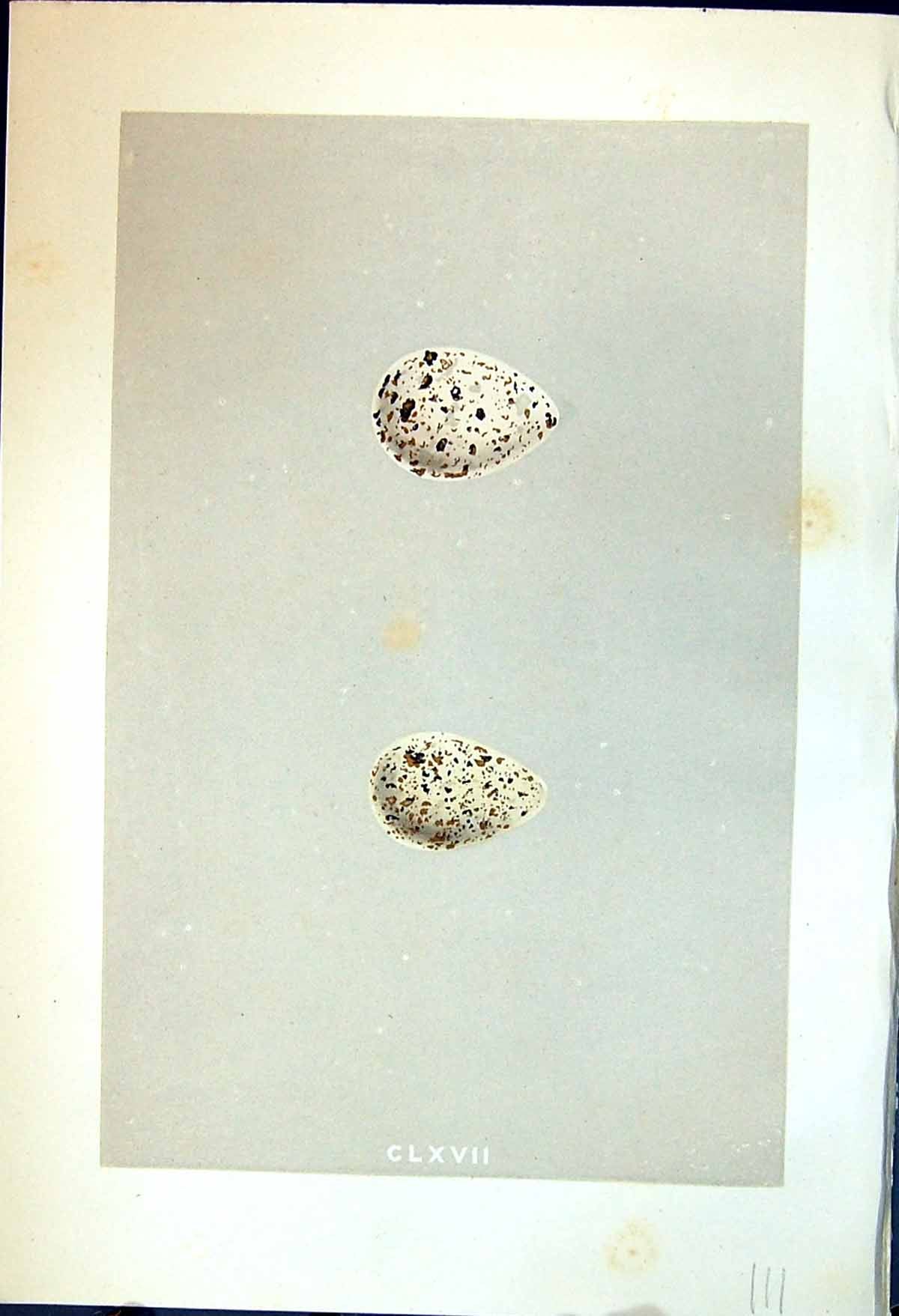 Old Print Morris C1875 Natural History British Bird Eggs Common Sandpiper 19th