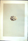 Old Print Rev. Morris C1875 Natural History British Bird Eggs Greenshank 19th